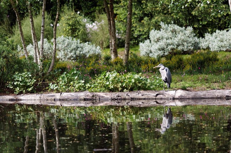 Heron standing by pond at garden