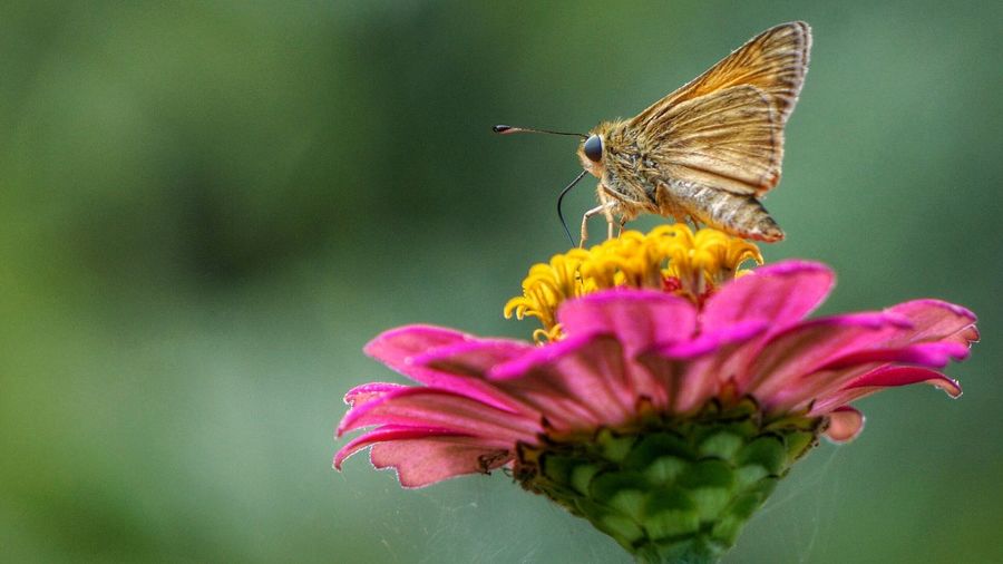 Close-up of butterfly pollinating on zinnia flower