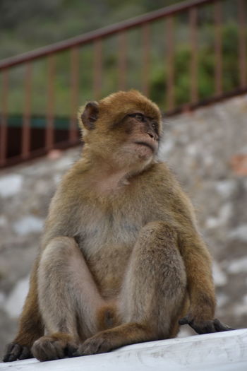 Monkey looking away while sitting on railing against wall