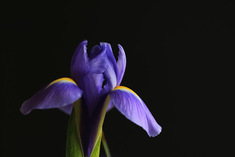 Close-up of purple iris flower against black background
