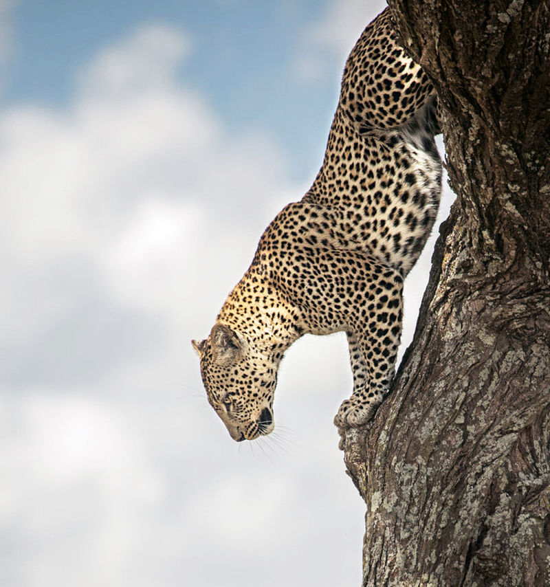 jaguar climbing down tree