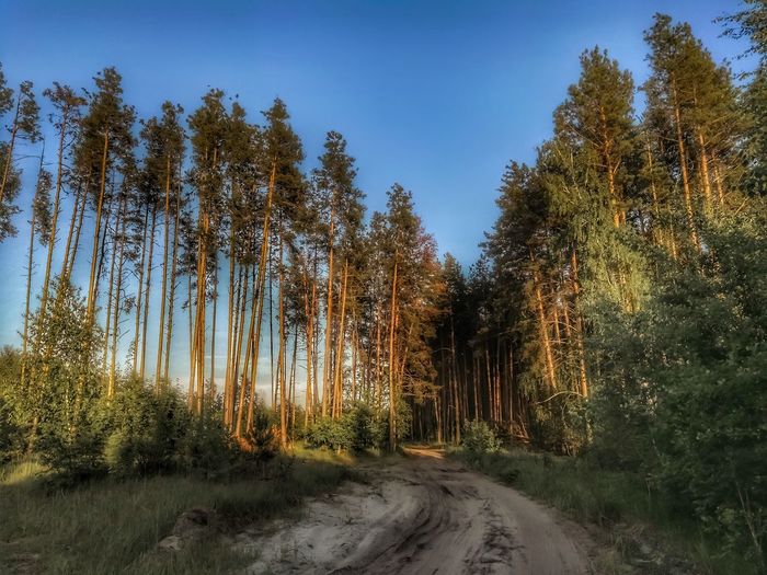 Dirt road amidst trees in forest against sky