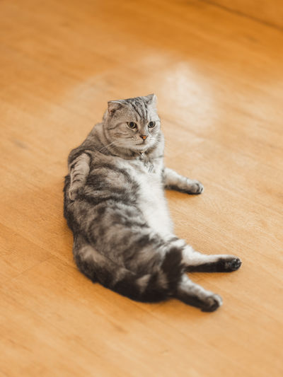 High angle view of cat on hardwood floor