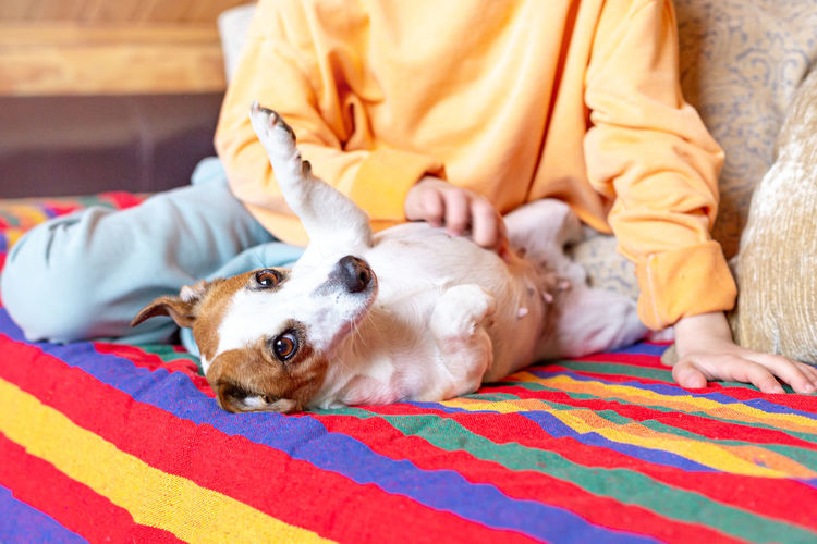 Full length of dog lying on blanket at home
