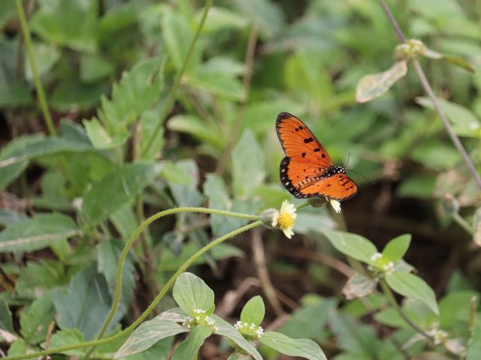 Close-up of butterfly pollinating on flower