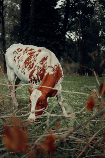 Cow in a field