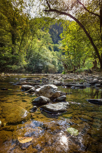 Water flowing through rocks in forest
