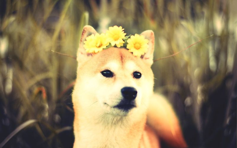 Close-up of cute dog wearing yellow flowers