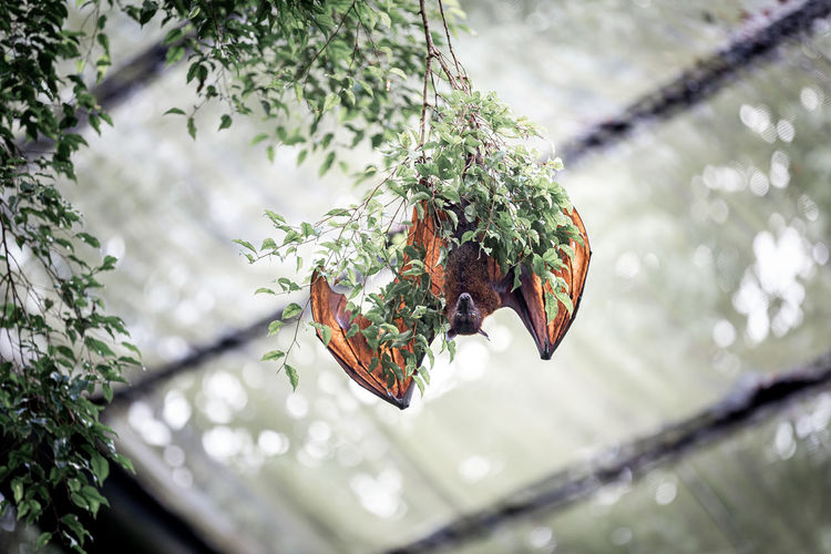 Low angle view of flying fox  hanging on tree