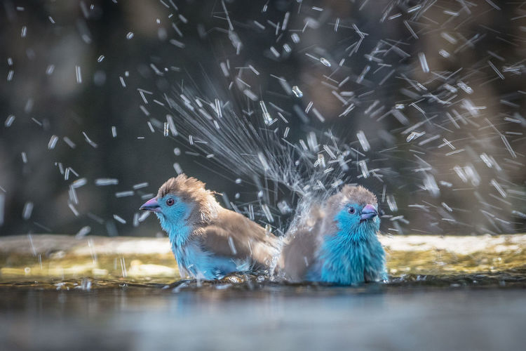 Close-up of birds  washing in a pool 