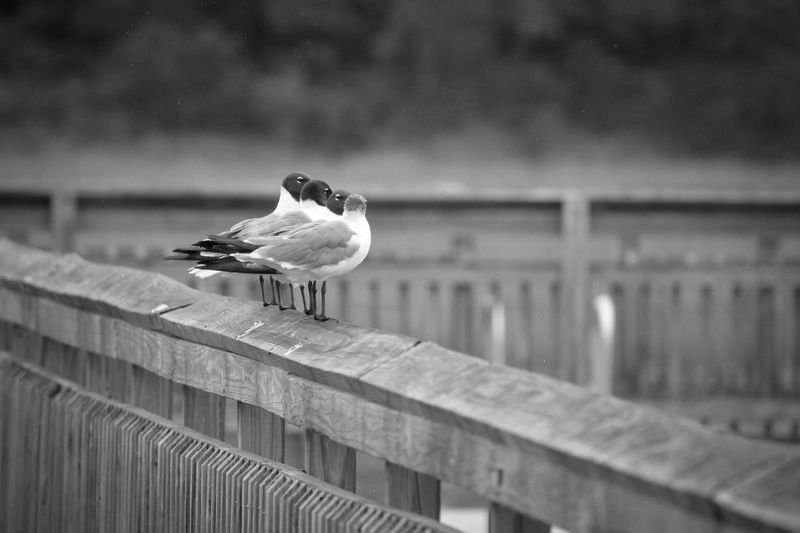 View of birds perched on wooden fence