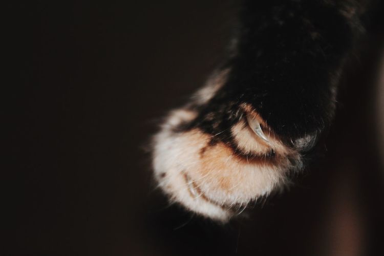 Close-up of cat paw