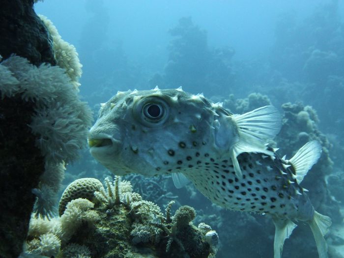 Close-up of puffer fish swimming in sea