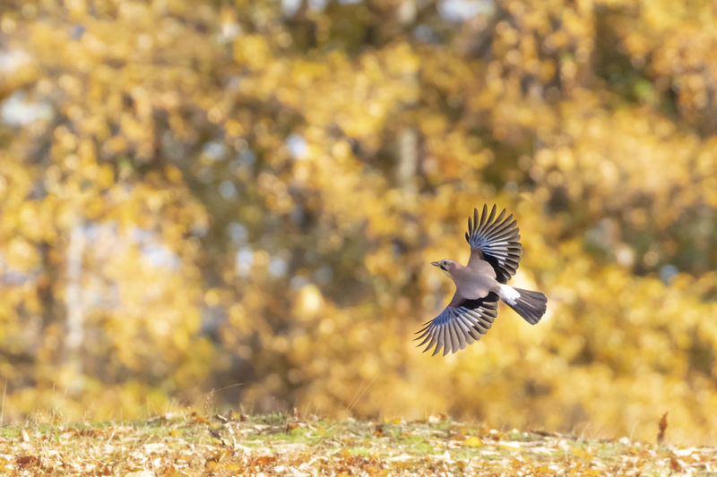 Bird flying