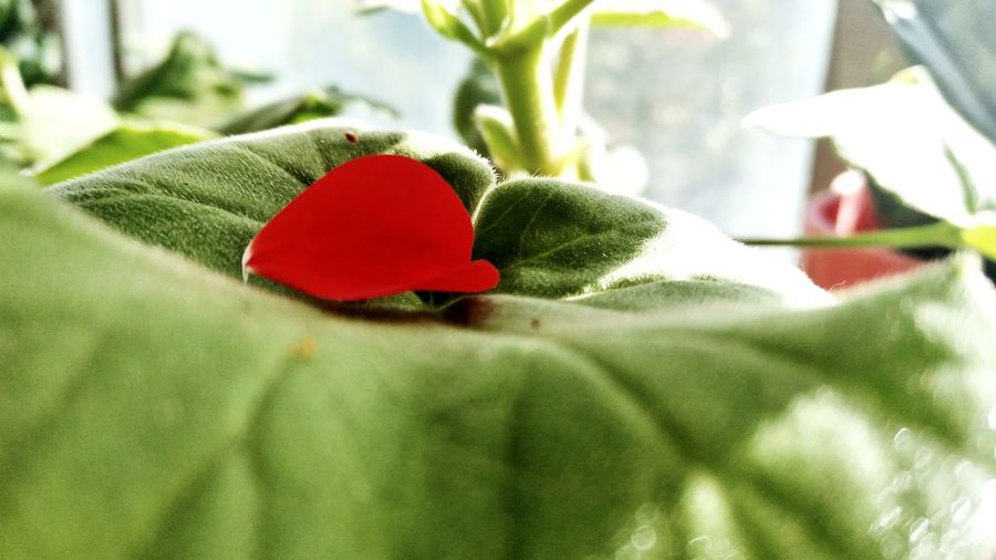 Close-up of red rose heart