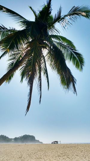 Low angle view of palm tree growing at beach against sky