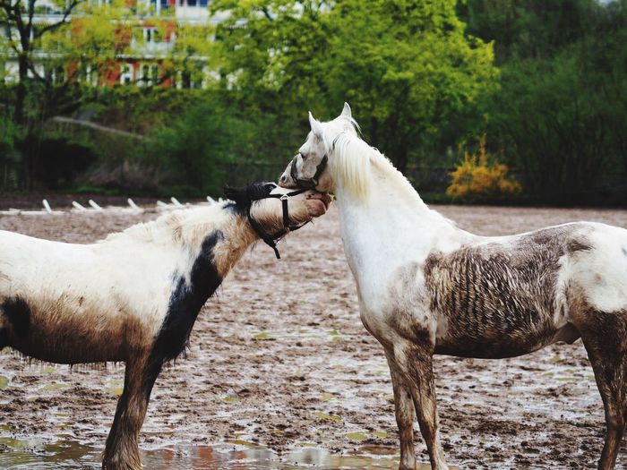 Horses on dirt at ranch