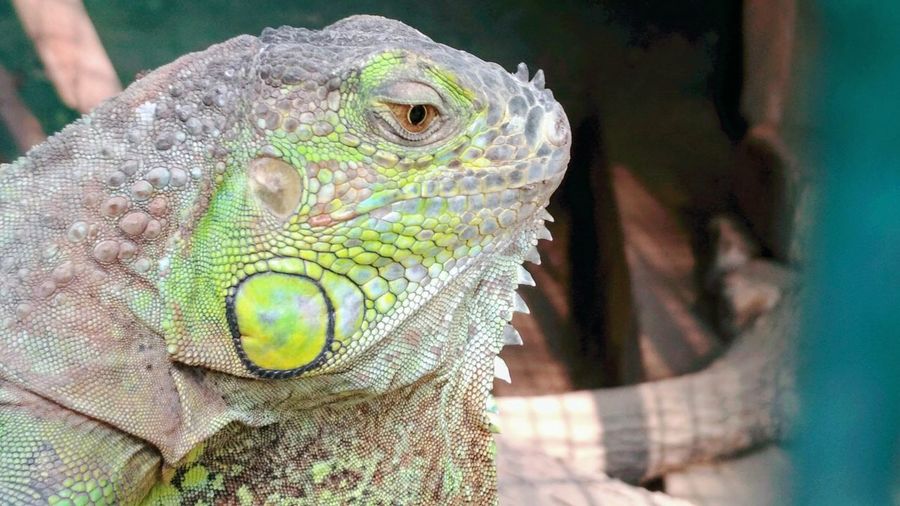 Closeup of iguana