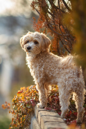 Portrait of a dog
