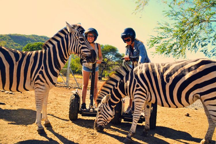Tourists on segways interacting with zebras on field against sky