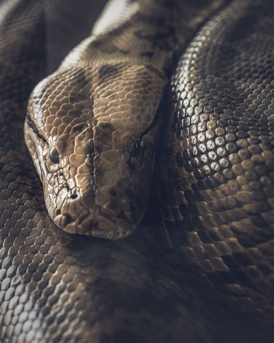 Close-up of snake in zoo