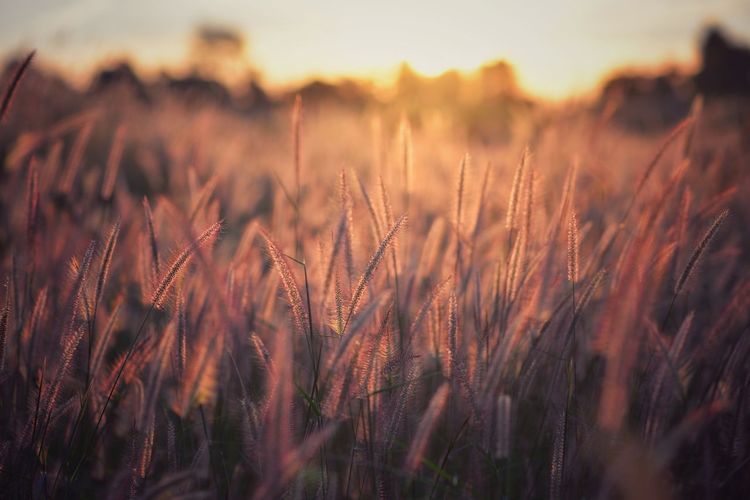 Close-up of wheat growing on field at sunset