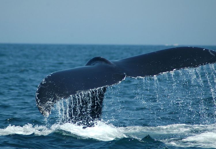 Cropped image of whale swimming in sea