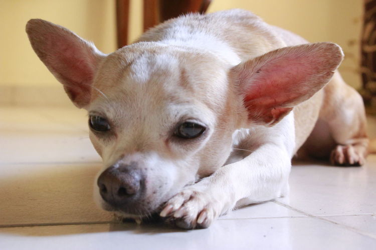 Close-up of white chihuahua resting on floor at home