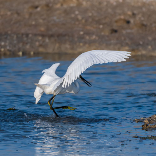 Bird flying over lake egret