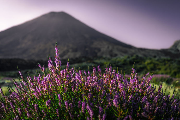 Purple flowers at mount doom a.k.a. as mount ngauruhoe in new zealand near mount tongariro