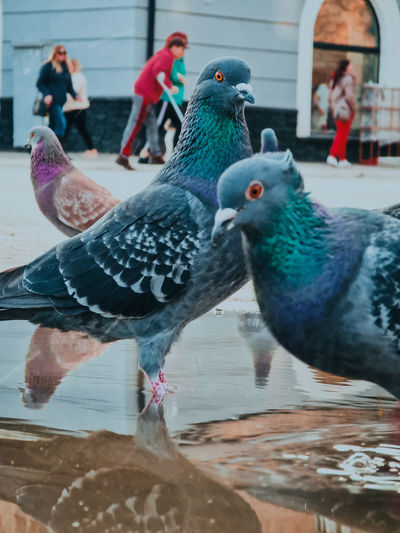 Close-up of pigeons drinking water