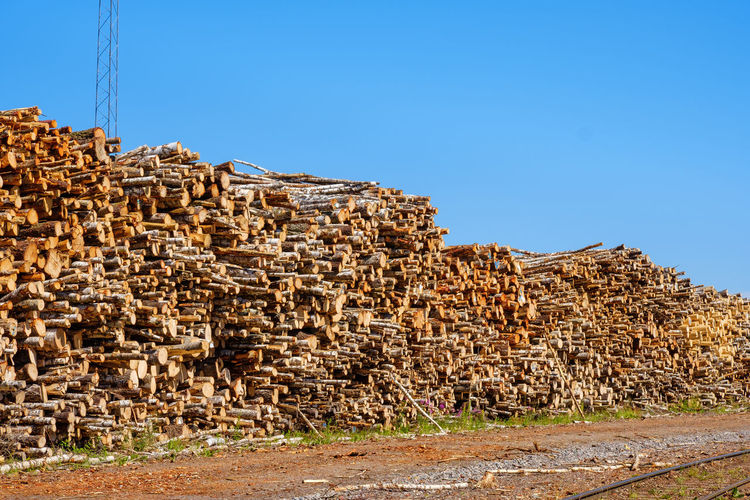 Timber yard with lot of tree logs