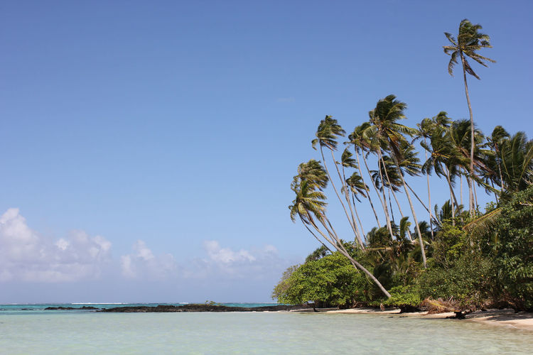 View of palm trees on calm beach