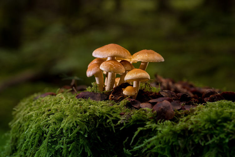 Family of mushrooms