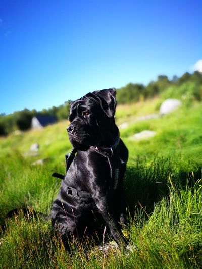Cane corso on grassy field against clear sky