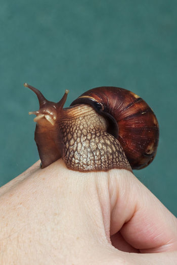 The achatina snail sits on a man's hand