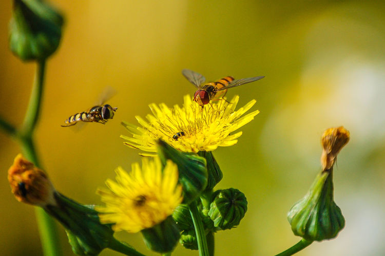 Close-up of bee pollinating on yellow flowers