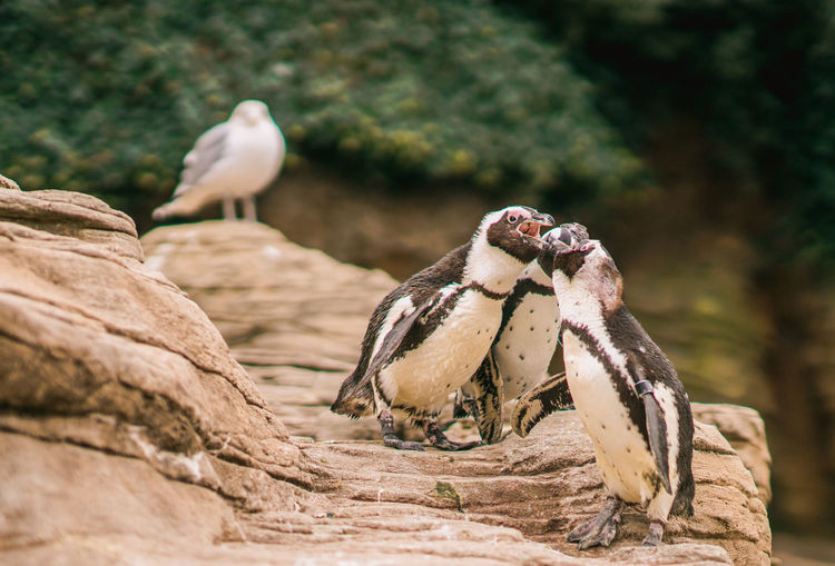Penguins fighting on rock