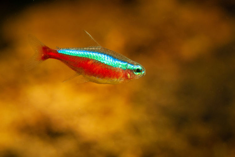 Close-up of fish swimming in aquarium
