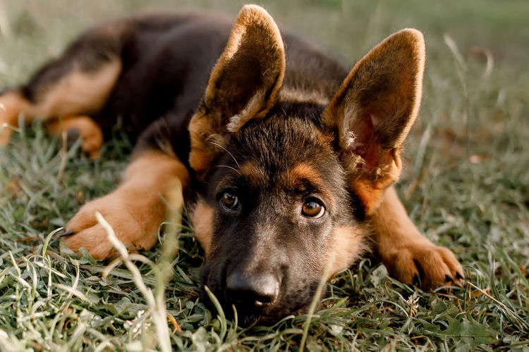 German shepherd is sad lying on the grass in the park