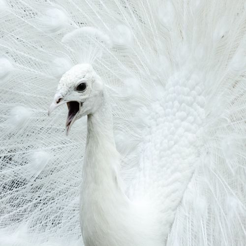 Close-up of white peacock
