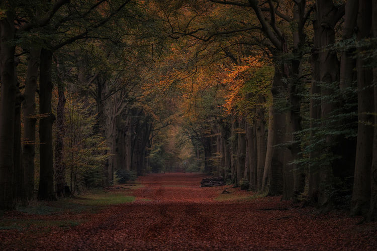 Road covered with autumn leaves amidst trees in forest
