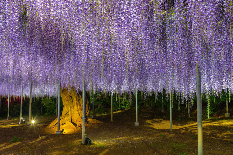 View of full bloom purple pink giant wisteria trellis. mysterious beauty when lighted up at night