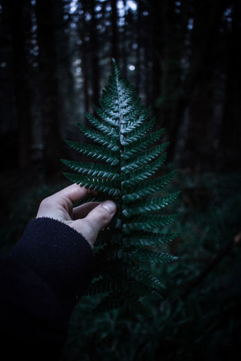 Close-up of hand holding fern in forest