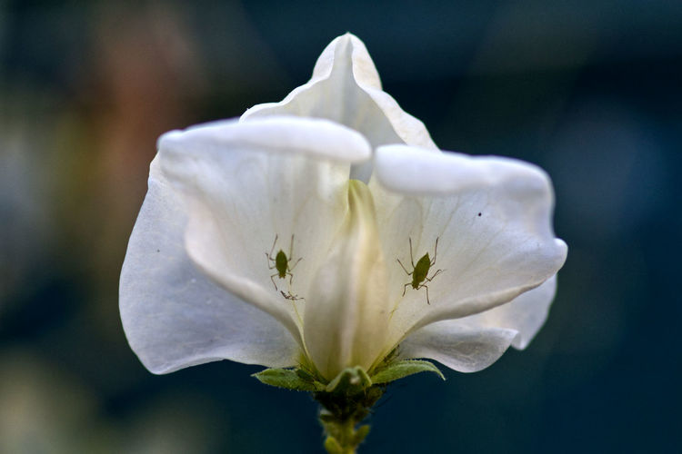 Close-up of white flower with aphid eyes