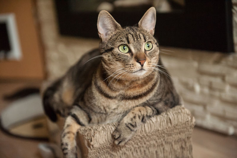 Close-up portrait of cat sitting at home