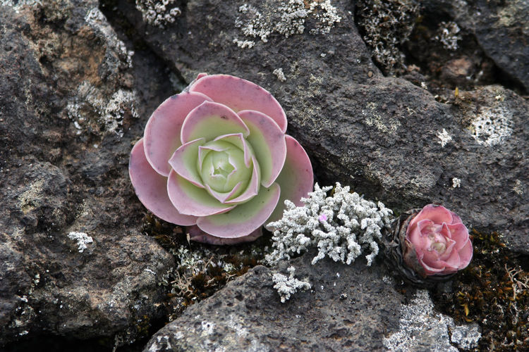 High angle view of rose roses on rock