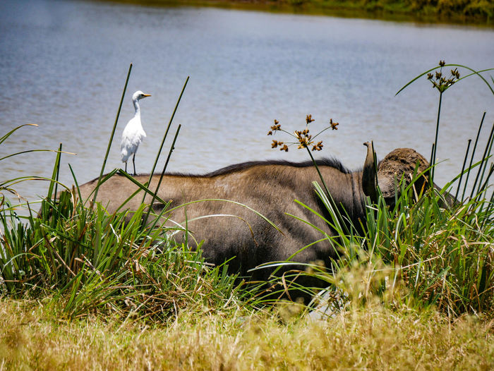 The cattle egret on a buffalo