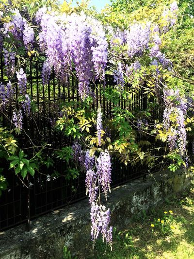 Purple flowers on tree