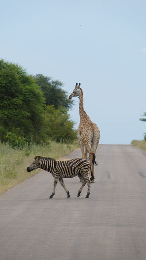Side view of zebra crossing